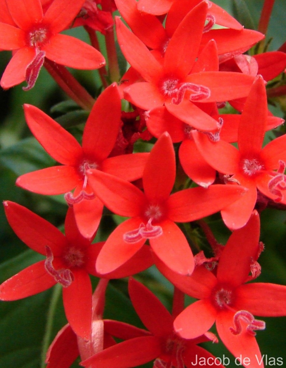 Pentas lanceolata (Forssk.) Deflers
